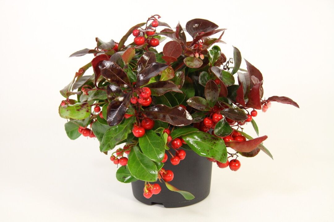 Wintergreen je hlavní složkou Osteflexu